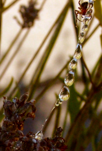 Des perles de pluies...