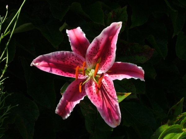 Les fleurs du jardin...