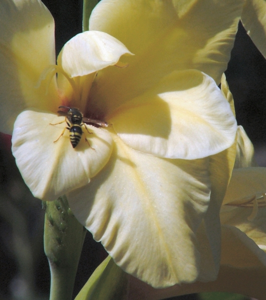 Les fleurs du jardin...