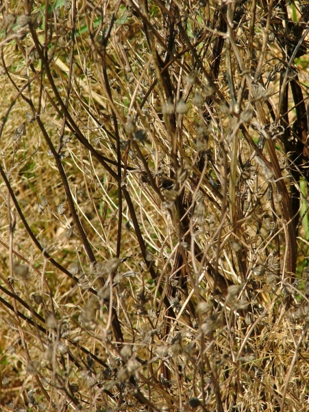 Herbes folles...