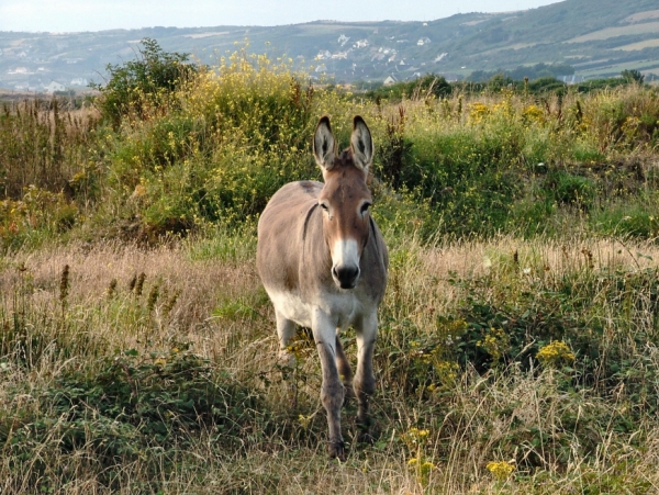 Mon pays...