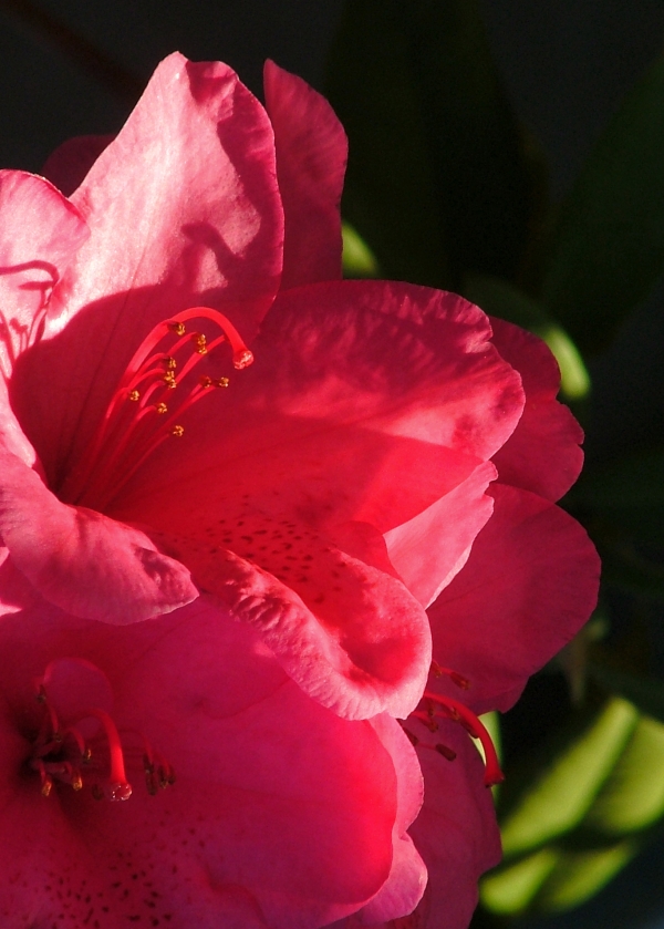 Les fleurs du jardin...