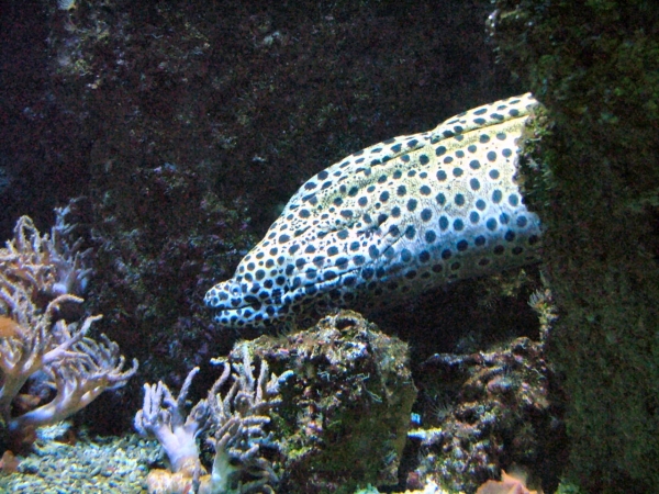 Océanipolis de Brest...