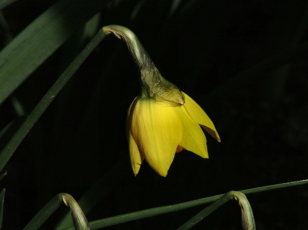 Les fleurs du jardin...