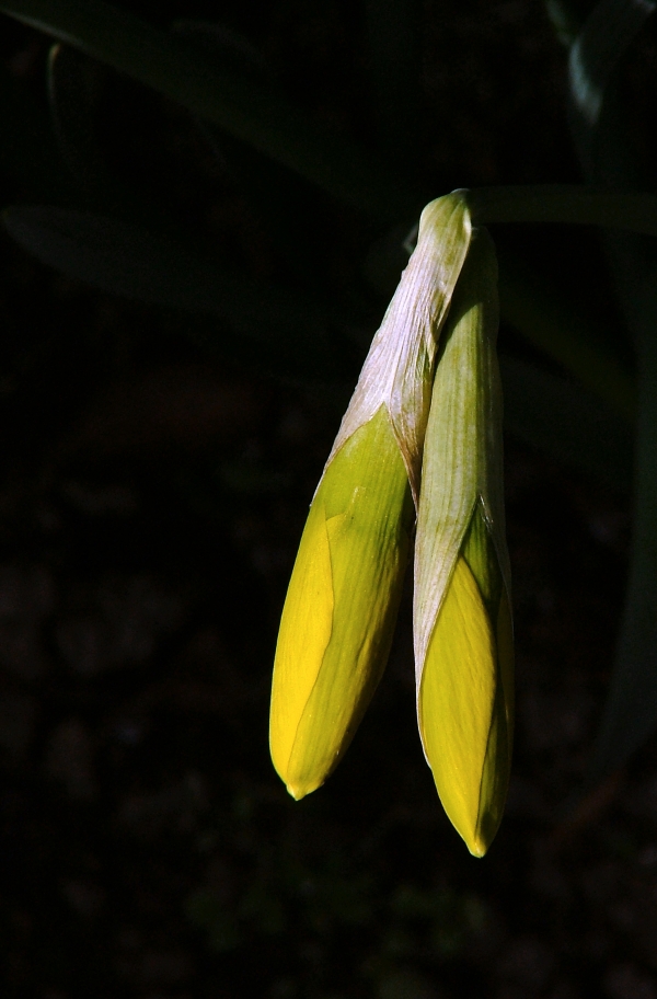 Les fleurs du jardin...