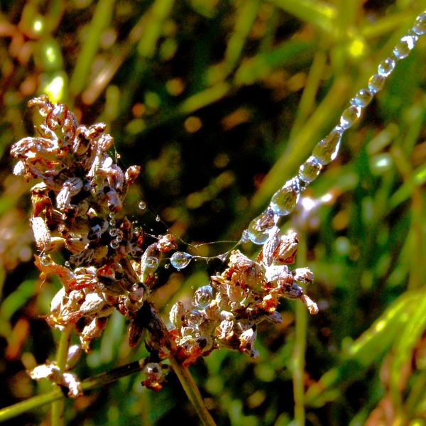 Des perles de pluies...