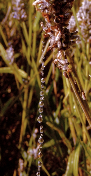 Perles d'eau...