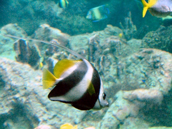 Océanipolis de Brest...