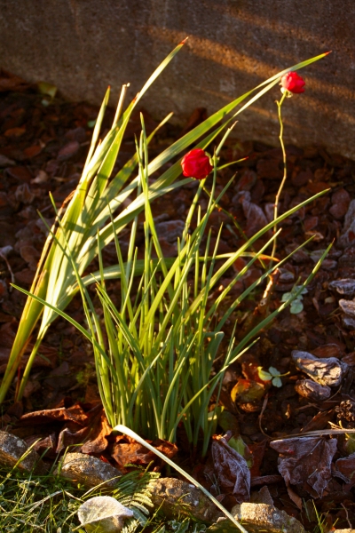 Jardin givré...