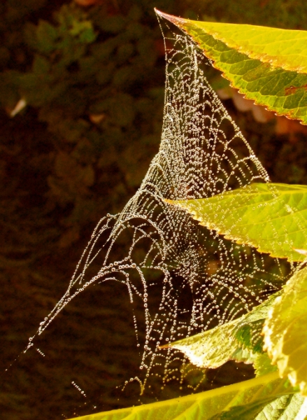 Toile tissée...