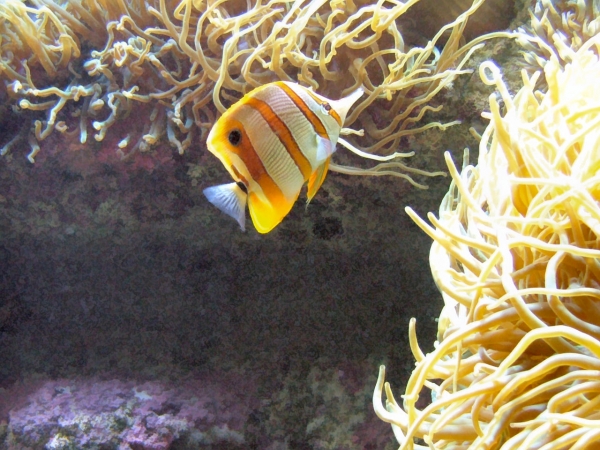 Océanipolis de Brest...